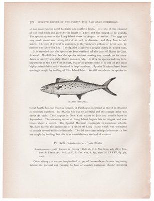 BONITO / SPANISH MACKEREL